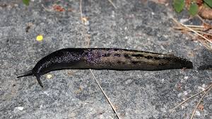 Attēlu rezultāti vaicājumam “Limax cinereoniger”