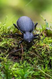 Attēlu rezultāti vaicājumam “Carabus coriaceus”