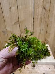 Attēlu rezultāti vaicājumam “Tetraphis pellucida”