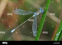 Attēlu rezultāti vaicājumam “Lestes dryas male”