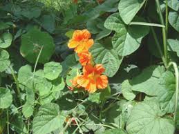 Image result for Tropaeolum majes