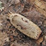 Attēlu rezultāti vaicājumam “Agonopterix ocellana”