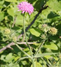 Image result for Knautia arvensis