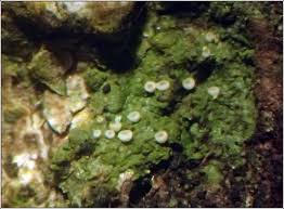 Attēlu rezultāti vaicājumam “Coenogonium pineti”