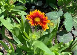Image result for Gaillardia pulchella