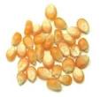 Cook's Thesaurus: Corn