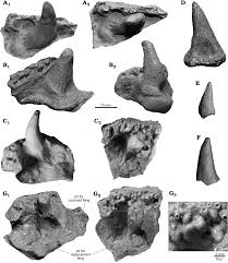 Attēlu rezultāti vaicājumam “Laccognathus panderi”