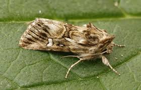 Attēlu rezultāti vaicājumam “Calophasia lunula”