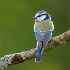Image result for Cyanistes caeruleus