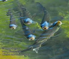 Image result for Chelon labrosus