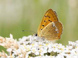Attēlu rezultāti vaicājumam “Lycaena virgaureae female”