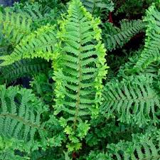 Attēlu rezultāti vaicājumam “Dryopteris cristata”