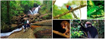 Image result for синхараджа