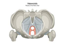 Attēlu rezultāti vaicājumam “Cribraria piriformis young”