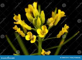 Attēlu rezultāti vaicājumam “Erysimum cheiranthoides fruit”