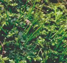 Attēlu rezultāti vaicājumam “Phaeoceros laevis subsp. carolinianus”