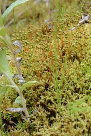 Attēlu rezultāti vaicājumam “Philonotis marchica macro”