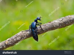 Attēlu rezultāti vaicājumam “Meloe sp.”