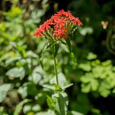 Attēlu rezultāti vaicājumam “Silene chalcedonica flower”