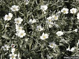Image result for cerastium tomentosum