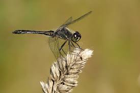 Attēlu rezultāti vaicājumam “Sympetrum danae”