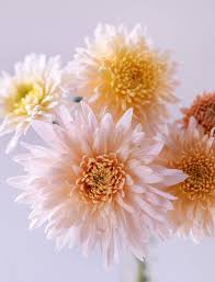 Image result for Chrysanthemum sebatense