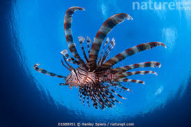 Image result for Pterois volitans