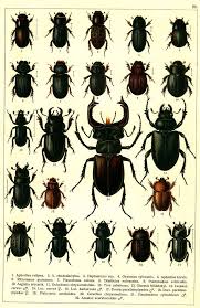 Attēlu rezultāti vaicājumam “Ceruchus chrysomelinus larva”