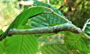 Attēlu rezultāti vaicājumam “Biston strataria”