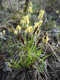 Attēlu rezultāti vaicājumam “Carex montana”