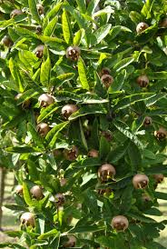 Attēlu rezultāti vaicājumam “Mespilus germanica”