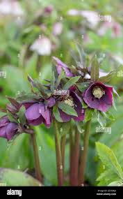 Attēlu rezultāti vaicājumam “Helleborus niger”