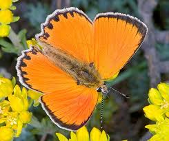 Attēlu rezultāti vaicājumam “Lycaeniinae”