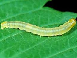 Attēlu rezultāti vaicājumam “Seligeria donniana sporophyte”