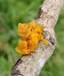 Attēlu rezultāti vaicājumam “Dacrymyces chrysospermus”