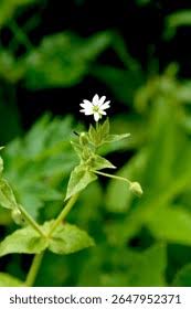 Attēlu rezultāti vaicājumam “Myosoton aquaticum flower”