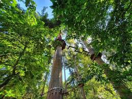 Image result for Go Ape! Thetford