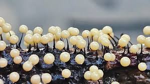 Attēlu rezultāti vaicājumam “Collaria arcyrionema”