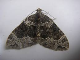 Attēlu rezultāti vaicājumam “Eulithis prunata”