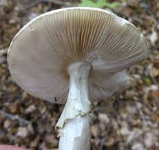 Attēlu rezultāti vaicājumam “Amanita citrina”