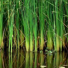 Attēlu rezultāti vaicājumam “Typha angustifolia”