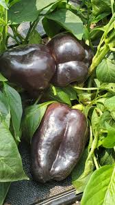Afbeeldingsresultaat voor purple beauty sweet pepper