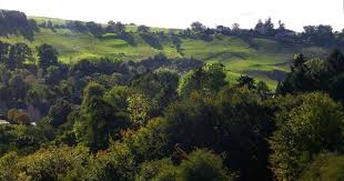 Image result for Clyde Valley Predators