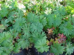 Attēlu rezultāti vaicājumam “Geranium sanguineum leaf”