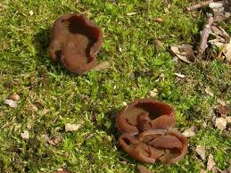 Attēlu rezultāti vaicājumam “Peziza badia”