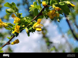 Attēlu rezultāti vaicājumam “Caragana arborescens flower”