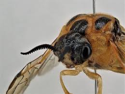 Attēlu rezultāti vaicājumam “Diprion pini male”