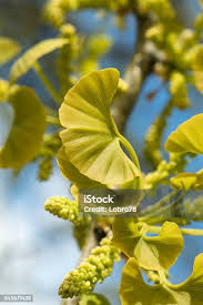 Attēlu rezultāti vaicājumam “Ginkgo biloba male flower”