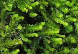 Attēlu rezultāti vaicājumam “Barbilophozia kunzeana”