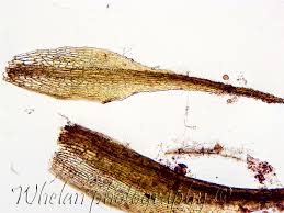 Attēlu rezultāti vaicājumam “Pleuridium subulatum”